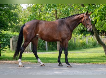 Belgisches Warmblut, Stute, 4 Jahre, 170 cm, Brauner