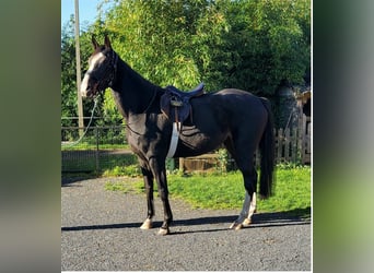 Belgisches Warmblut, Stute, 4 Jahre, 170 cm, Dunkelbrauner