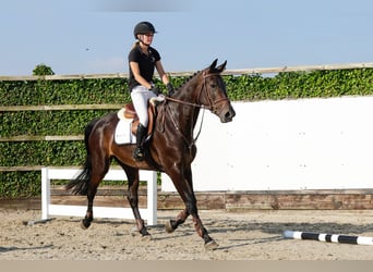 Belgisches Warmblut, Stute, 4 Jahre, 170 cm, Dunkelbrauner