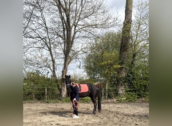 Belgisches Warmblut, Stute, 4 Jahre, 174 cm, Rappe