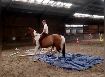 Belgisches Warmblut, Stute, 4 Jahre