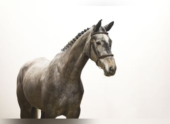 Belgisches Warmblut, Stute, 5 Jahre, 161 cm