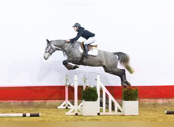 Belgisches Warmblut, Stute, 5 Jahre, 161 cm