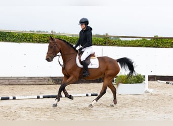 Belgisches Warmblut, Stute, 5 Jahre, 162 cm, Brauner