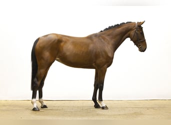 Belgisches Warmblut, Stute, 5 Jahre, 162 cm, Brauner