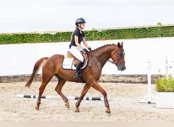 Belgisches Warmblut, Stute, 5 Jahre, 162 cm, Dunkelfuchs