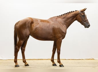 Belgisches Warmblut, Stute, 5 Jahre, 162 cm, Dunkelfuchs