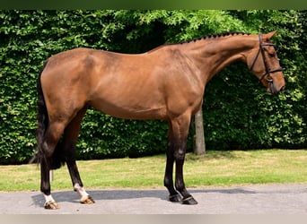 Belgisches Warmblut, Stute, 5 Jahre, 163 cm, Brauner