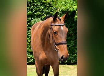 Belgisches Warmblut, Stute, 5 Jahre, 163 cm, Brauner