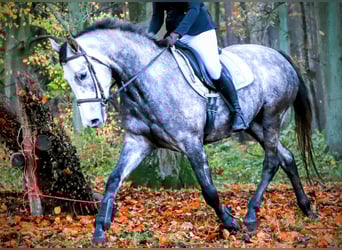 Belgisches Warmblut, Stute, 5 Jahre, 163 cm, Schimmel