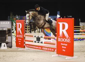 Belgisches Warmblut, Stute, 5 Jahre, 163 cm, Schimmel