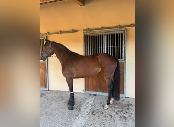 Belgisches Warmblut, Stute, 5 Jahre, 164 cm, Brauner