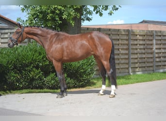 Belgisches Warmblut, Stute, 5 Jahre, 165 cm, Brauner