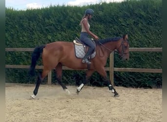 Belgisches Warmblut, Stute, 5 Jahre, 165 cm, Brauner