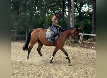Belgisches Warmblut, Stute, 5 Jahre, 165 cm, Brauner