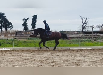 Belgisches Warmblut, Stute, 5 Jahre, 165 cm