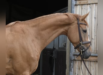 Belgisches Warmblut, Stute, 5 Jahre, 165 cm, Fuchs