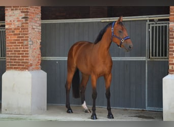 Belgisches Warmblut, Stute, 5 Jahre, 166 cm, Brauner