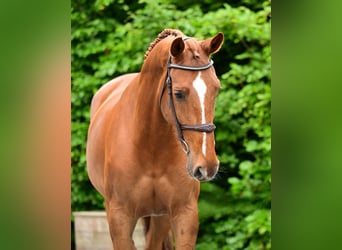 Belgisches Warmblut, Stute, 5 Jahre, 167 cm, Fuchs