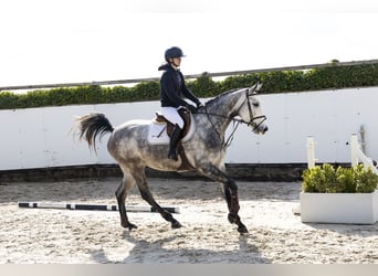 Belgisches Warmblut, Stute, 5 Jahre, 168 cm