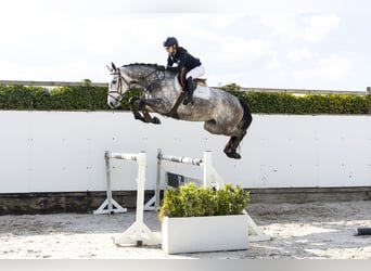 Belgisches Warmblut, Stute, 5 Jahre, 168 cm