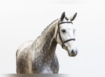 Belgisches Warmblut, Stute, 5 Jahre, 168 cm