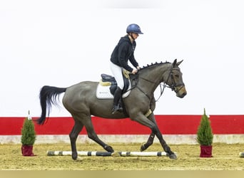 Belgisches Warmblut, Stute, 5 Jahre, 168 cm