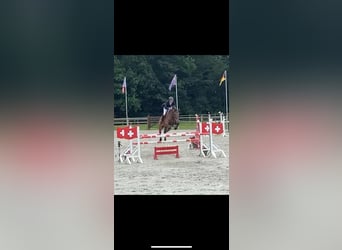 Belgisches Warmblut, Stute, 5 Jahre, 169 cm, Brauner