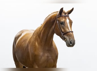 Belgisches Warmblut, Stute, 5 Jahre, 169 cm, Fuchs