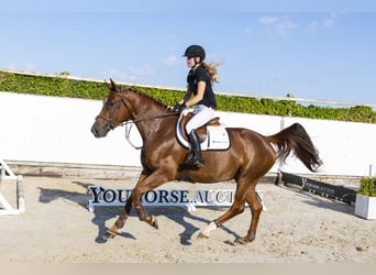 Belgisches Warmblut, Stute, 5 Jahre, 169 cm, Fuchs