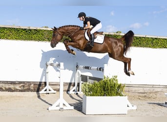 Belgisches Warmblut, Stute, 5 Jahre, 169 cm, Fuchs