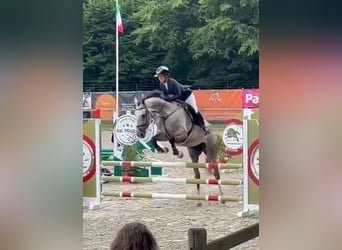 Belgisches Warmblut, Stute, 5 Jahre, 169 cm