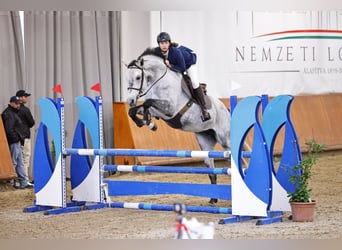 Belgisches Warmblut, Stute, 5 Jahre, 170 cm, Schimmel
