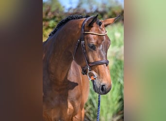 Belgisches Warmblut, Stute, 5 Jahre, 173 cm, Dunkelbrauner