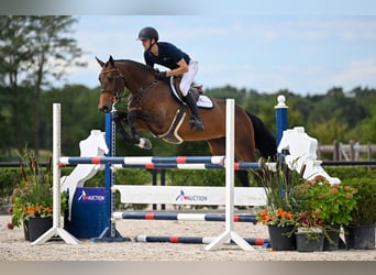 Belgisches Warmblut, Stute, 5 Jahre, 173 cm, Dunkelbrauner