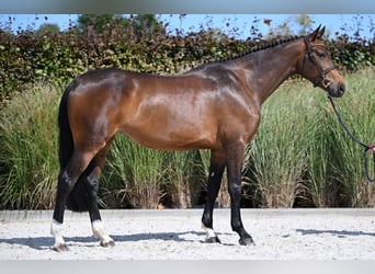 Belgisches Warmblut, Stute, 5 Jahre, 173 cm, Dunkelbrauner