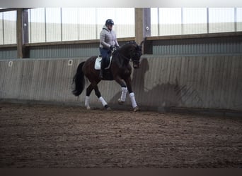 Belgisches Warmblut, Stute, 5 Jahre, 174 cm, Brauner