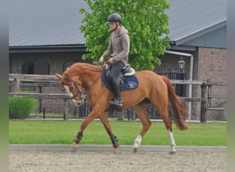 Belgisches Warmblut, Stute, 5 Jahre, Fuchs