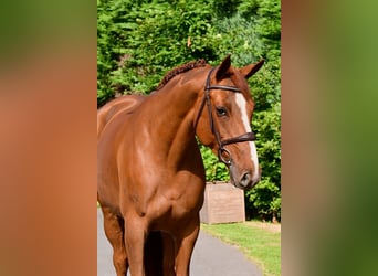 Belgisches Warmblut, Stute, 6 Jahre, 160 cm, Fuchs