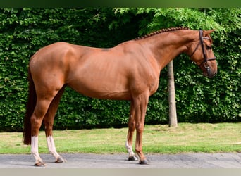 Belgisches Warmblut, Stute, 6 Jahre, 160 cm, Fuchs