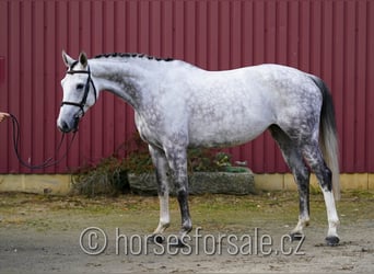 Belgisches Warmblut, Stute, 6 Jahre, 160 cm, Schimmel