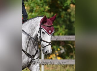 Belgisches Warmblut, Stute, 6 Jahre, 160 cm, Schimmel