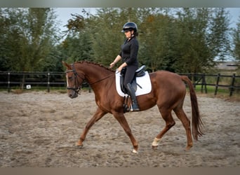Belgisches Warmblut, Stute, 6 Jahre, 162 cm, Fuchs