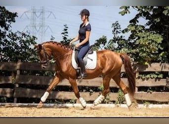 Belgisches Warmblut, Stute, 6 Jahre, 162 cm, Fuchs