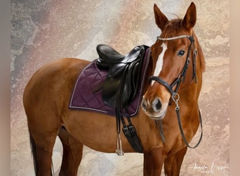 Belgisches Warmblut, Stute, 6 Jahre, 162 cm, Fuchs