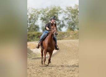 Belgisches Warmblut, Stute, 6 Jahre, 162 cm, Fuchs