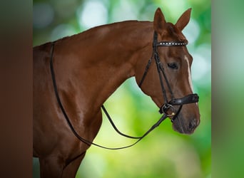 Belgisches Warmblut, Stute, 6 Jahre, 162 cm, Fuchs