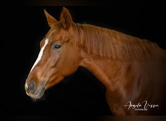 Belgisches Warmblut, Stute, 6 Jahre, 162 cm, Fuchs