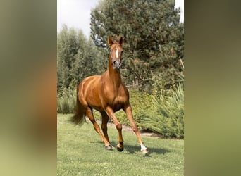 Belgisches Warmblut, Stute, 6 Jahre, 162 cm, Fuchs