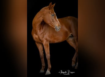 Belgisches Warmblut, Stute, 6 Jahre, 162 cm, Fuchs